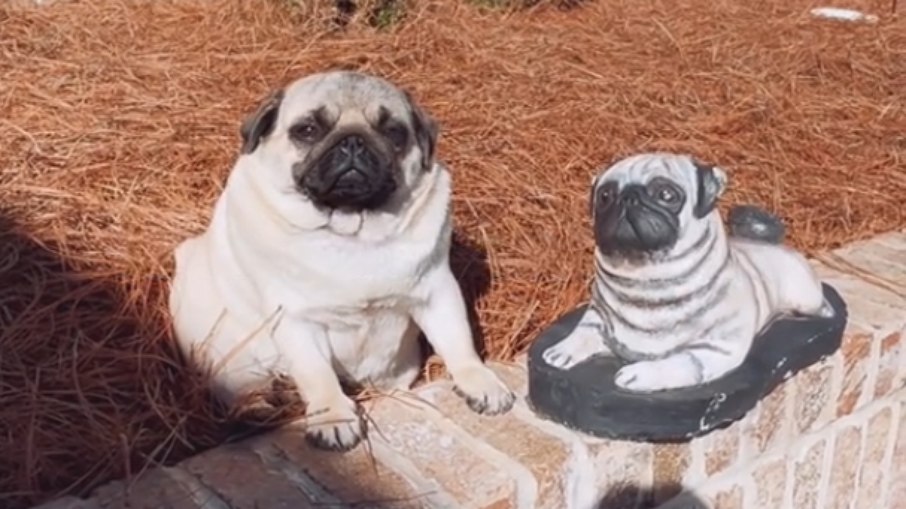 Cadela faz amizade com estátua igual a ela e viraliza