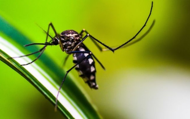 Dourados é a 1ª cidade a começar vacinação em massa contra dengue
