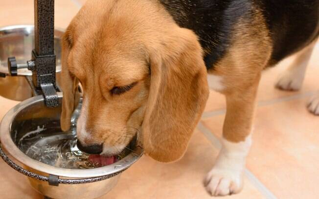 Água é indispensável no calor, pois é importante manter o cão sempre hidratado
