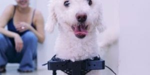 Cão sem patas dianteiras anda com cadeira de rodas inédita