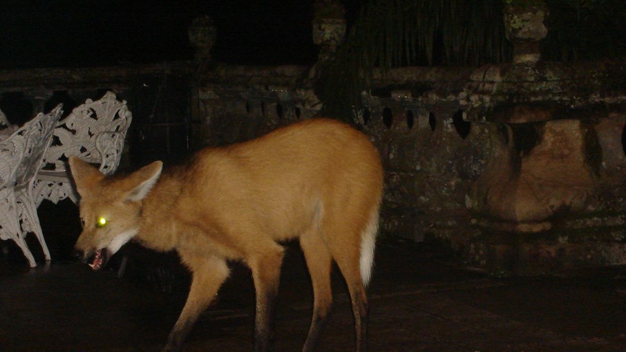 Lobo-guará Lobo-guará