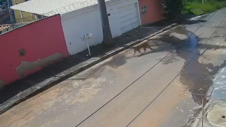 De novo! Onça volta a aparecer em cidade de Minas Gerais