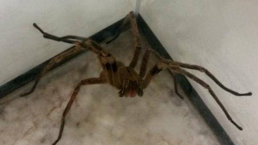 Veneno da aranha armadeira pode desenvolver remédio para disfunção erétil