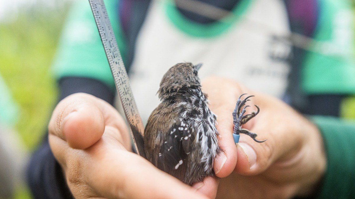 IA identifica aves pelo canto e revela volta da biodiversidade