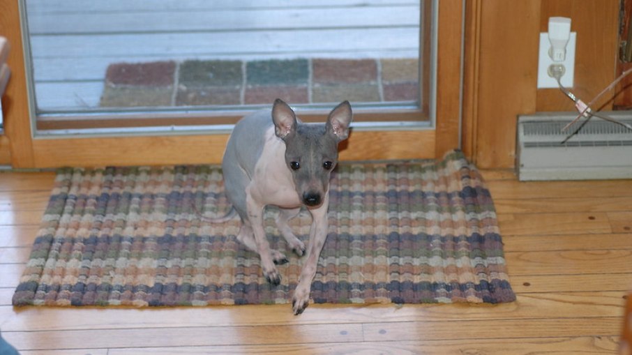 American Hairless Terrier