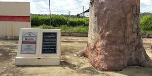 O que é “Pau do Presidente”? Castanheira marca rodovia no Brasil