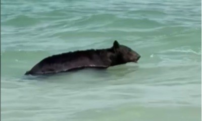 Urso-preto surpreende banhistas em praia de Naples, na Flórida