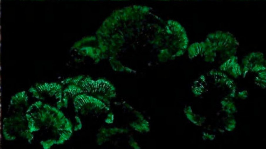 Fungo bioluminescente Panellus stipticus no escuro Fungo bioluminescente Panellus stipticus no escuro
