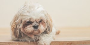 Reação de Shih Tzu ao perceber que irá passear viraliza; vídeo