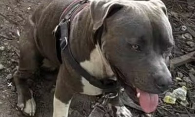 Pitbull guia homem e ajuda a salvar casal desacordado