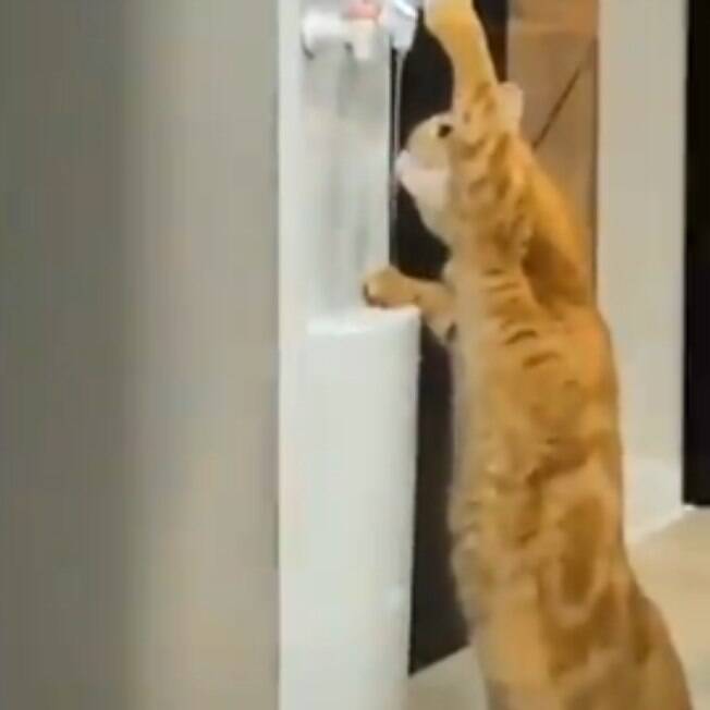 Pare tudo o que está fazendo e veja esse gatinho bebendo água em um bebedouro