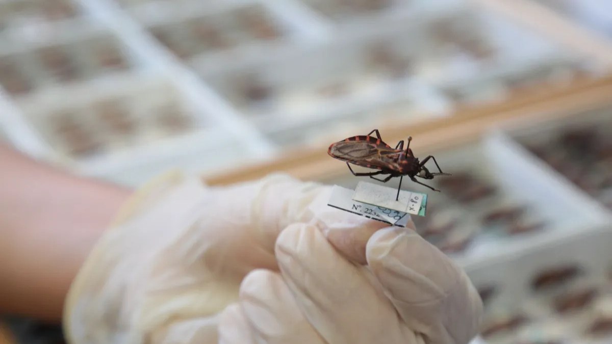 A transmissão da doença de Chagas ocorre principalmente pelo contato com fezes do barbeiro A transmissão da doença de Chagas ocorre principalmente pelo contato com fezes do barbeiro