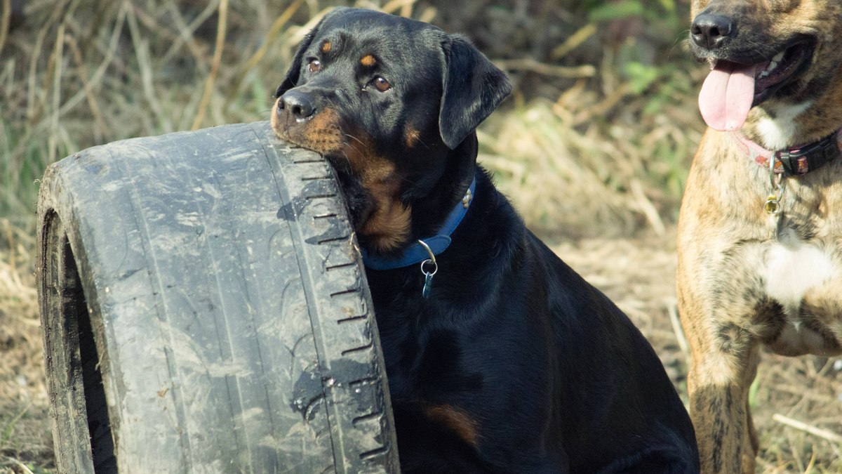 Existem diferentes métodos de treinamento para cachorros, cada um tem uma finalidade específica