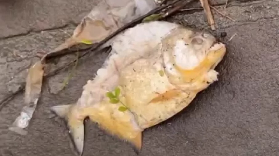 Piranha foi encontrada em Porto Alegre