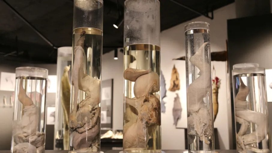 Museu islandês é único do mundo que reúne uma quantidade expressiva de pênis de diversas espécies animais