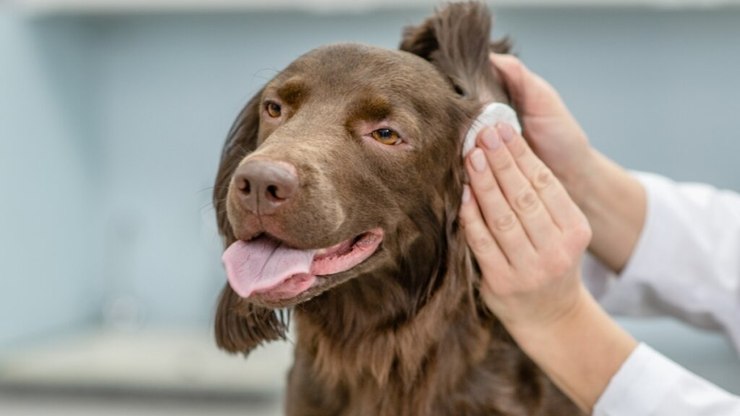 Veja os sintomas e os tratamentos para otite em cachorro