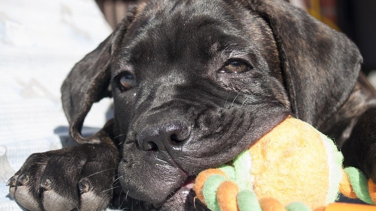 Guia de Raças: conheça o Cane Corso, um cão de guerra dócil e protetor