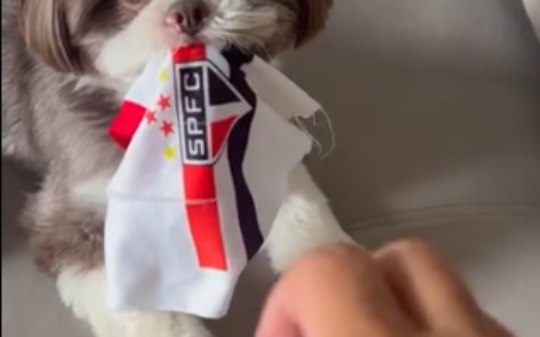 Cachorro São Paulino defende o manto com as 3 cores