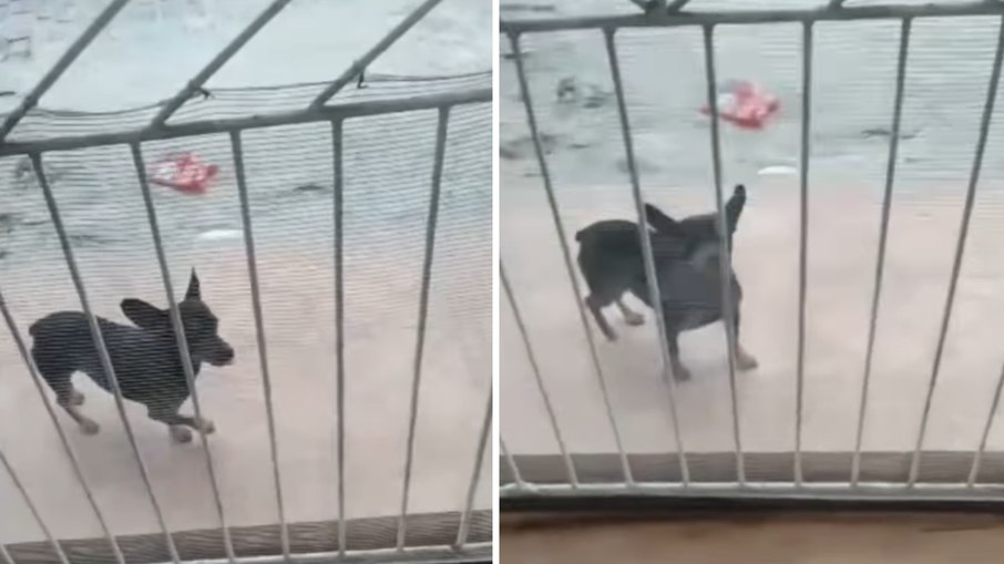 Cão vai buscar dona na casa de amiga às 5h Cão vai buscar dona na casa de amiga às 5h