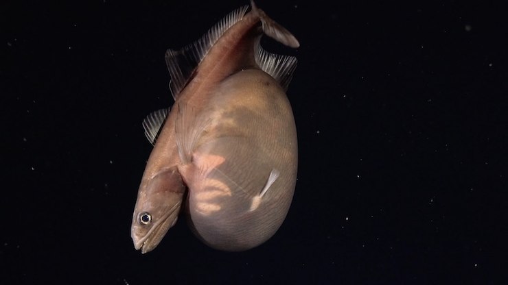 Peixe das profundezas engole presa maior que seu próprio corpo