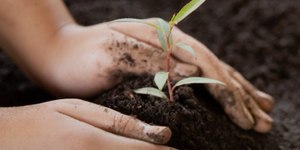 Mais de 100 mudas serão plantadas em ação ambiental no Acre