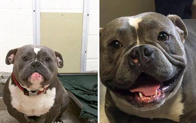 Fotos de antes e depois de um cão resgatado são iimpressionantes