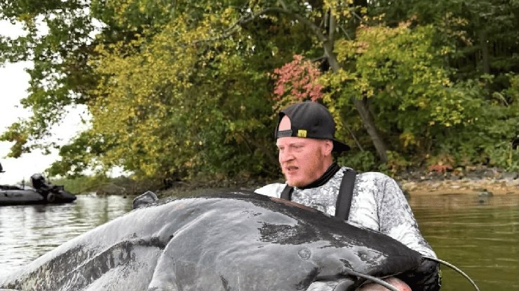 Pescador captura siluro gigante de quase 3 metros