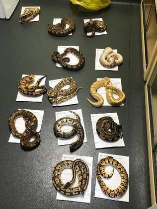 Cobras