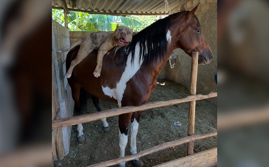 Pitbull é flagrado descansando sobre um cavalo