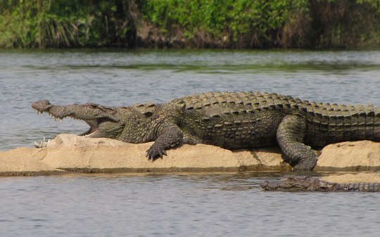 Vídeo: crocodilo é capturado após aparecer dentro de casa