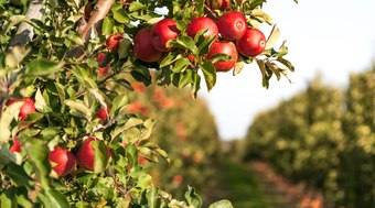 Como%20o%20Brasil%20se%20tornou%20pot%C3%AAncia%20na%20produ%C3%A7%C3%A3o%20de%20ma%C3%A7%C3%A3s