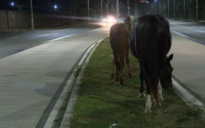 Cavalos soltos são flagrados 'pastando' pela Ruy Rodriguez