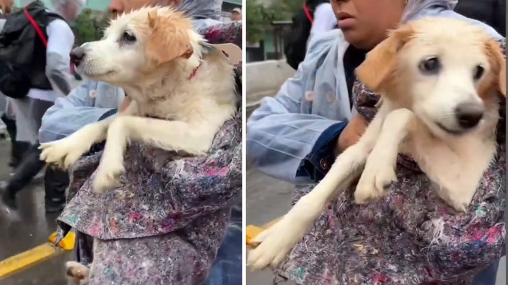 Reflexo canino: por que cães continuam 'nadando no ar' após resgates?