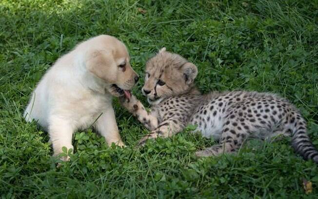 Cachorros ajudam guepardos a superarem a timidez em zoológico