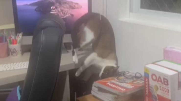 Gato tenta descer de móvel, erra cálculo e fica preso em cortina