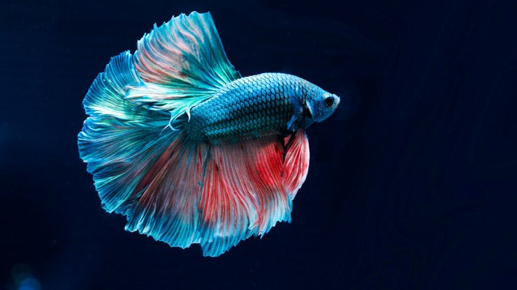 5 dúvidas sobre cuidados com o peixe betta