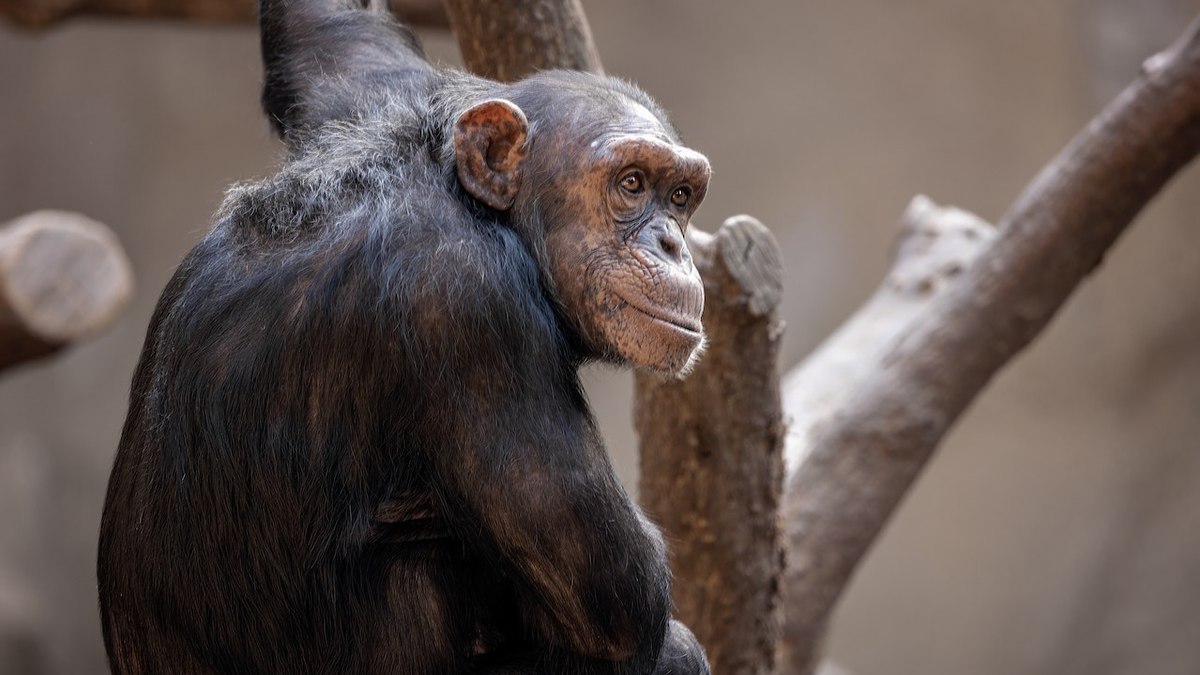 Três chimpanzés são mortos a tiro na Suécia