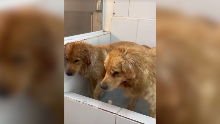 Irmãs Golden Retriever  aproveitam banho relaxante em pet shop