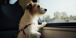Tudo o que precisa saber para viajar de ônibus com seu pet