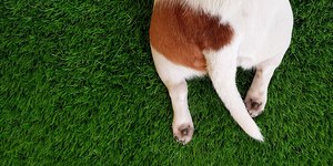 Corte de rabo em cães pode causar paralisia, afirma veterinária