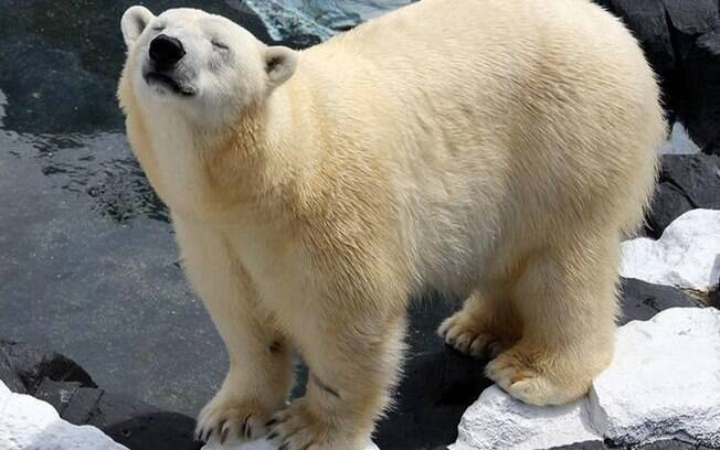 Ursa polar literalmente morre de tristeza por um motivo emocionante