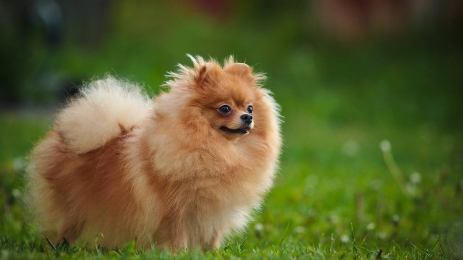 O Lulu da Pomerânia está na lista dos cachorros mais caros do Brasil