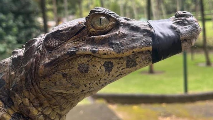 Jacaré é resgatado machucado em bueiro de Novo Horizonte, em SP