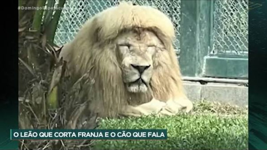 Leão de franja