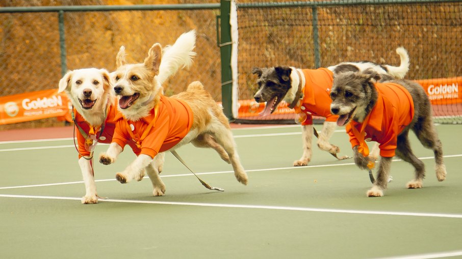 CãoDulas participam do Rio Open 2025 e incentivam adoção responsável CãoDulas participam do Rio Open 2025 e incentivam adoção responsável