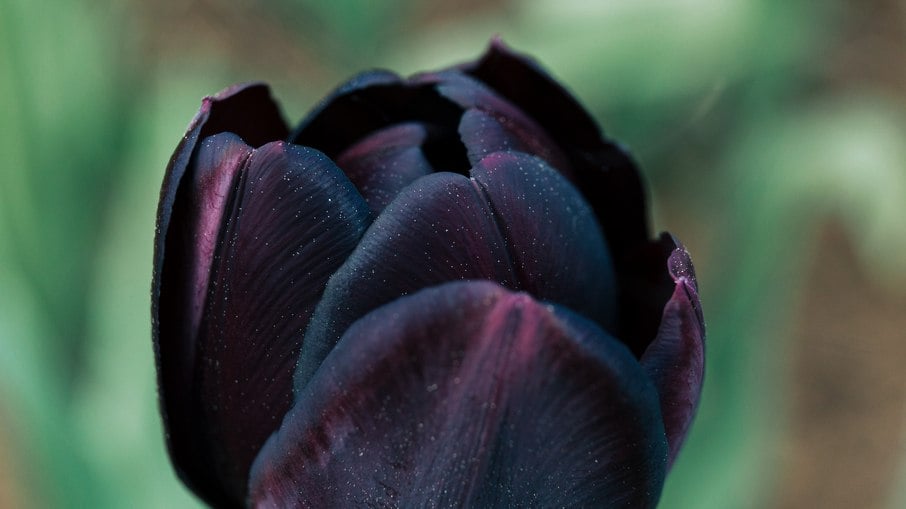 Tulipa Negra