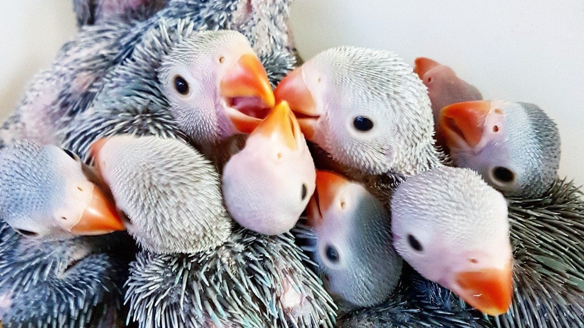 Um criatório deve ter uma maternidade para aves recém-nascidas 
