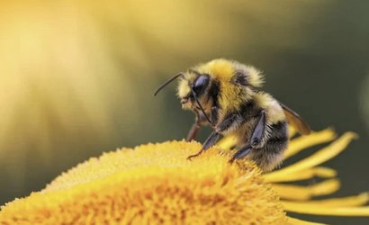 IA encontra cheiros que afastam abelhas de pesticidas