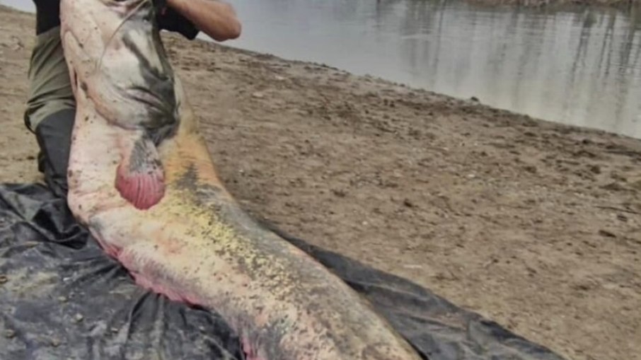 Bagre gigante capturado em represa da Bulgária  pesava 120kg e media mais de 2,7 metros