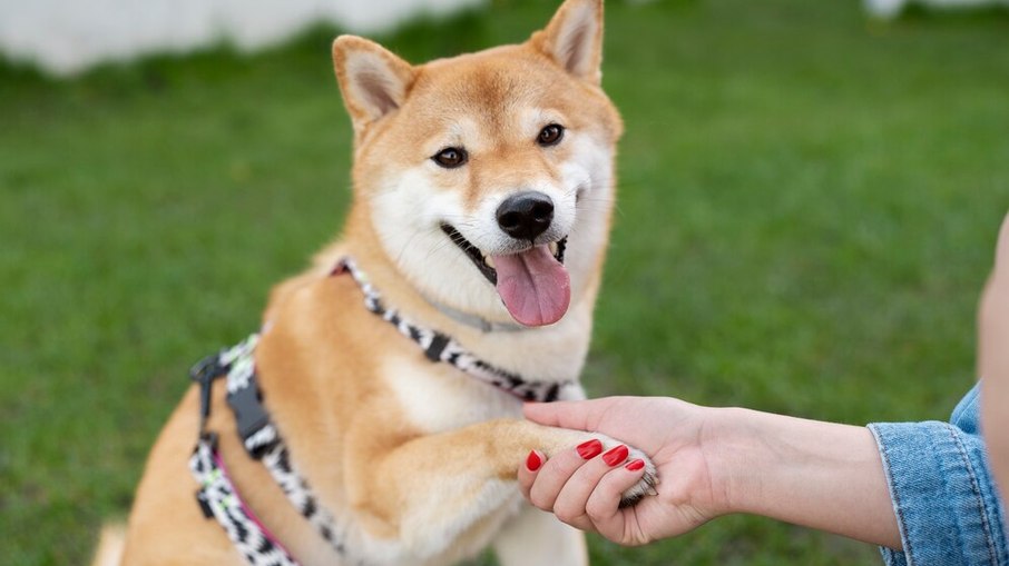 Estudo revela quantas palavras um cachorro entende Estudo revela quantas palavras um cachorro entende